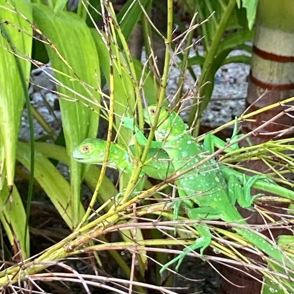 Meet your Posher, Shirl - Picture 6 of 12